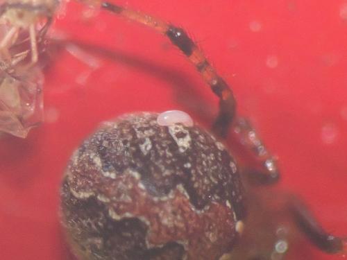 Theridion pinastri